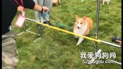 小短腿们进行了一场跳高比赛！这是我见过最不激烈的比赛…