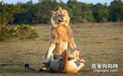 这两只大猫在做羞羞的事，只是这公大猫的表情，让人看了笑喷...