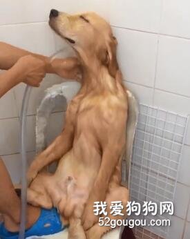 <b>什么叫人模狗样？这就是！</b>