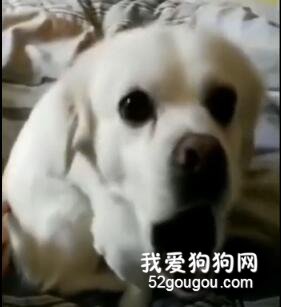 <b>用手指冒充针头戳狗子的屁屁，它的表情，有点飘了...</b>