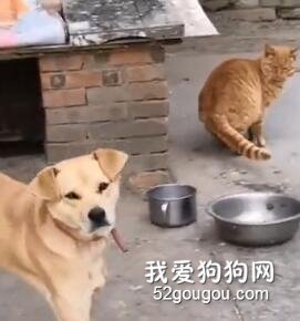 猫咪偷腥睡了狗子，被发现后...再也不相信真爱了！