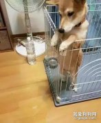 卖家拍胸保证狗子很爱干净，回家后惊呆了...这是人变的？