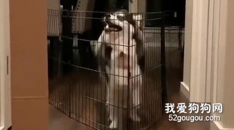 <b>小二哈越狱失败，没想被一只哈博士藐视了</b>