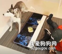 <b>吃了二哈尿拌饭后...后劲好大好嗨哦！</b>