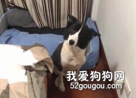 这就是我为什么不敢养边牧的原因.....