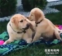 <b>金毛宝宝摸了一下大金毛的头，结果就被...很心疼了！</b>