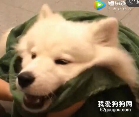 <b>难过的时候，摸一摸狗头！</b>