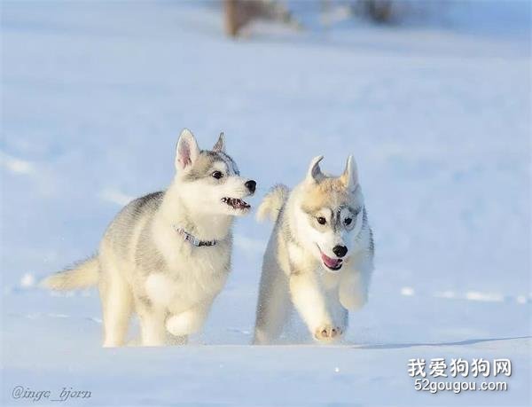 <b>哈士奇的颜值，要放在雪地里才能完全解锁！</b>