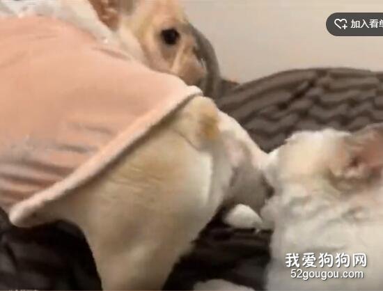 <b>法斗被猫狂揍，它一招反胜，猫：这什么生化武器?</b>