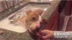<b>狗子惬意的泡澡，其实这是人们在救它的命！</b>