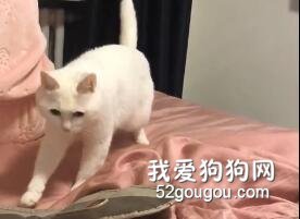 <b>一只会跳popping的猫，节奏感超强！</b>