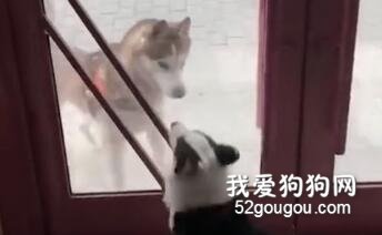 二哈眼神超犀利，一秒把柯基吓成小软妹！