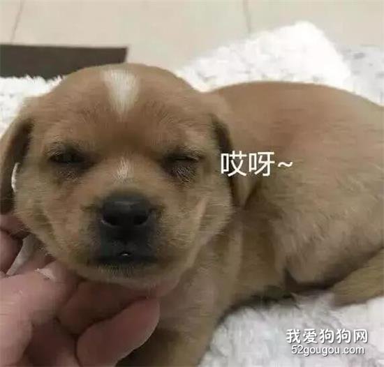 <b>80包邮的纯种金毛，到货后笑到劈叉...</b>