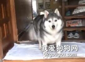 铲屎官晒家里的超暖二哈，可这货一开口，网友都笑喷了！
