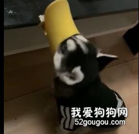<b>对二哈忍无可忍戴上了嘴套，被禁锢后，它仍坚持...</b>