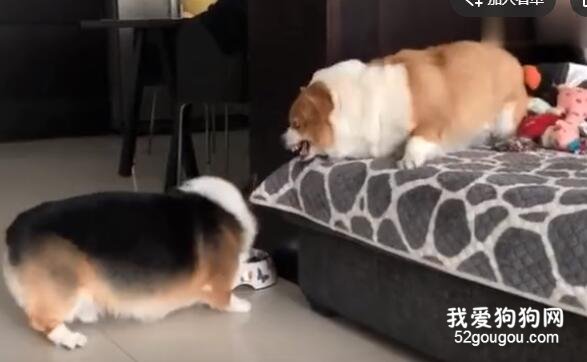 <b>两只肥基吵架的日常，我快笑疯了！</b>