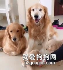 <b>主人问“一家六口谁最丑？”，结果被大金毛的反应笑尿了！</b>