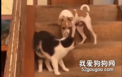 <b>家里的猫打了狗一巴掌，狗的反应…“太好了，我挨打了！”</b>