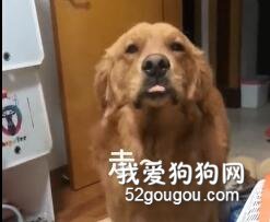 这是我见过最能撒娇的金毛......
