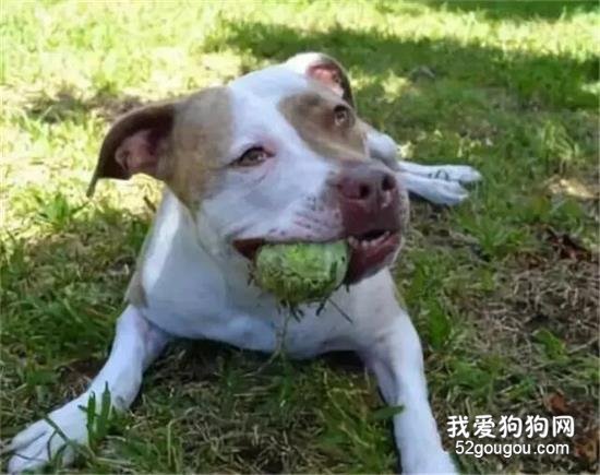 <b>就因为是比特犬，温柔的它被弃养了！</b>