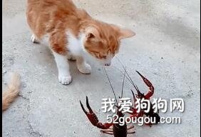 猫咪与小龙虾大战三百回合，谁会取得胜利呢？