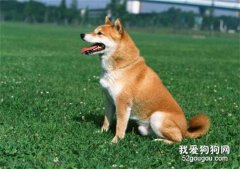 <b>狗狗家庭驯养15大注意事项———犬行为学</b>