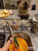 <b>主人在炒菜，小猫在旁边捣蛋，结果主人拿出刀后...</b>