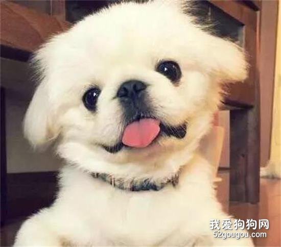 <b>这么多种小型犬，你喜欢哪一种？</b>