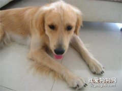 如何解决狗狗消化不良？