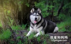 教你按季节给狗狗挑选最佳食物