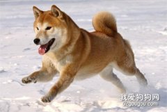 狗狗的喂养指南