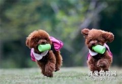 犬展常用术语及英文缩写对照