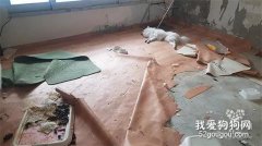 <b>狗狗被反锁房内活活饿死！志愿者：它饥饿到啃家具……</b>