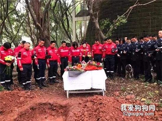 <b>搜救犬救灾时身中剧毒，但它仍坚持完成了最后一次救援……</b>