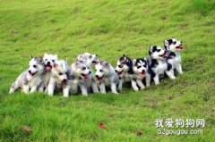 宠物喂养十大误区