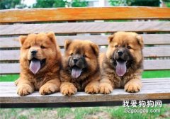 幼犬的健康食谱