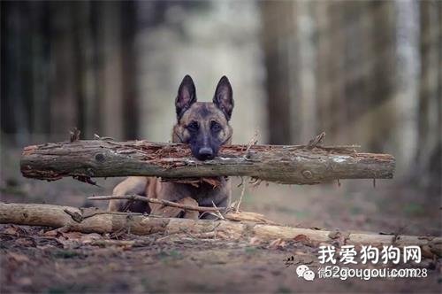 <b>繁殖好狗的搭配技巧</b>