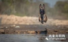 <b>如何选到好马犬，不想被骗的可以看看！</b>