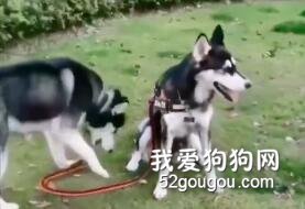 <b>万物皆可栓狗子……自我管理意识都非常强了！</b>