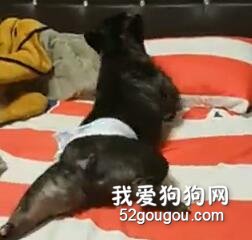 狗狗半夜不睡觉，做出这个动作把主人笑得说不出话！