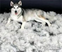 狗狗掉毛的原因及解决方法