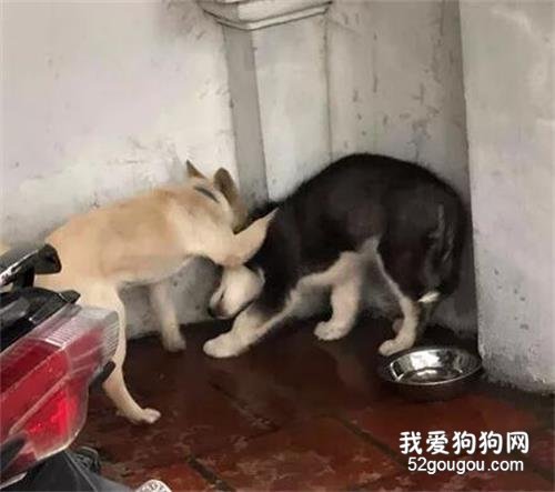 <b>哈士奇在乡下遇到比它更野的狗，结果这画面，太心疼狗了...</b>