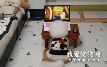 小比熊坐在电脑前看动画片，这背影…根本就是个小孩子嘛！