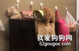 <b>喂狗这件事，我托付给我家猫了！</b>