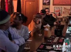喝酒的时候，竟然看见一只金毛在酒吧买醉..