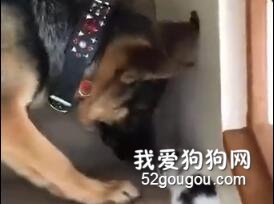 狗狗和小喵咪爬楼梯，狗狗嫌猫咪爬的慢，最后...