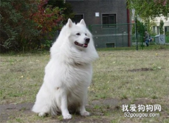 狗狗不吃不喝怎么办？