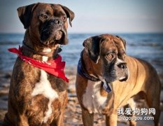 拳师犬的饲养方法