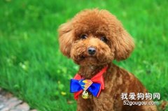 泰迪犬饲养十点经验总结