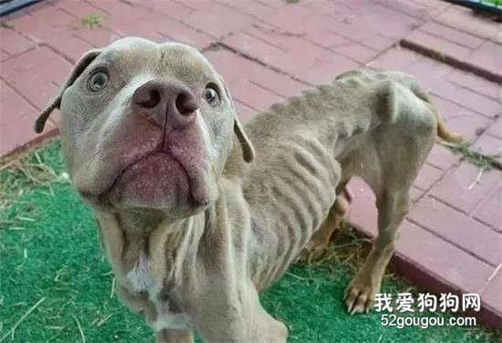<b>被虐待的骷髅狗狗，被救后，终于长出了“幸福肥”！</b>